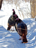 Dindon sauvage - Wild Turkey - Meleagris gallopavo, Parc nature des sources, Montréal, Qc
