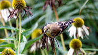 Chardonneret jaune - American Goldfinch - Spinus tristris, Jardin botanique de Montréal, Qc