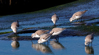 Bécasseau sanderling - Sanderling - Calidris alba, Coast blvd Park, La Jolla, CA