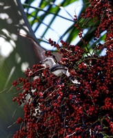 Moqueur des savanes, Tropical Mockingbird - Mimus gilvus, Mérida, Yucatan