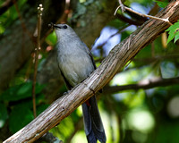 Moqueur chat - Gray Catbird - Dumetella carolinensis