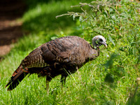 Dindon sauvage - Wild Turkey - Meleagris gallopavo, Île Saint-Bernard, Chateauguay, Qc