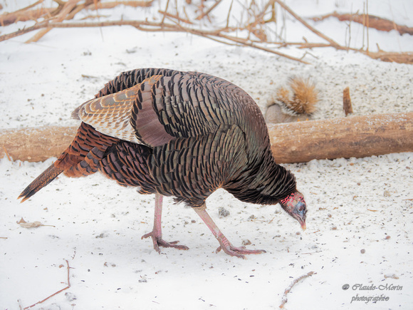 Dindon sauvage - Wild Turkey - Meleagris gallopavo, Parc nature des sources, Montréal, Qc