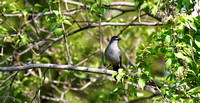 Moqueur chat - Gray Catbird - Dumetella carolinensis, Cimetière Mont-Royal, Montréal, Qc