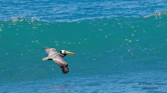 Pélican brun - Brown Pelican - Pelecanus occidentalis, Ocean blvd Park, La Jolla, CA