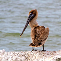Pélican brun - Brown Pelican - Pelecanus occidentalis, Champoton, Campeche