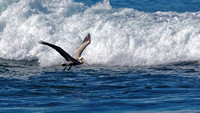 Pélican brun - Brown Pelican - Pelecanus occidentalis, Ocean blvd Park, La Jolla, CA