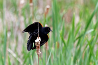 Carouge à épaulettes - Red-winged Blackbird - Agelaius Phoeniceus, Parc nature de l'île Bizard, Montréal, Qc