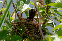 Carouge à épaulettes - Red-winged Blackbird - Agelaius Phoeniceus, Parc des rapides, Lasalle, Qc