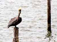 Pélican brun - Brown Pelican - Pelecanus occidentalis, Champoton, Campeche