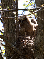 Grand-duc d'Amérique - Great Horned Owl - Bubo virginianus, Île Saint-Bernard, Chateauguay, Qc