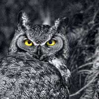 Grand-duc d'Amérique - Great Horned Owl - Bubo virgianus