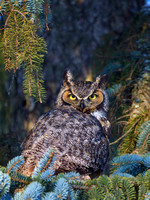Grand-duc d'Amérique - Great Horned Owl - Bubo virginianus, Cimetière Mont-Royal, Montréal, Qc
