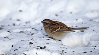 Bruant hudsonien - American Tree Sparrow - Spizella arborea, Boisé Ste-Dorothée, Laval, Qc