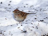 Bruant hudsonien - American Tree Sparrow - Spizella arborea, Boisé Ste-Dorothée, Laval, Qc