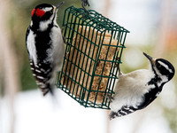 Pic chevelu - Hairy Woodpecker - Picoides villosus, Montréal, Qc