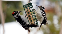 Pic chevelu - Hairy Woodpecker - Picoides villosus, Montréal, Qc