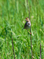 Bruant des prés - Savannah Sparrow - Passerculus sandwichensis