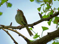 Bruant des plaines - Clay-colored Sparrow - Spizella pallida, Cimetière Mont-Royal, Montréal, Qc