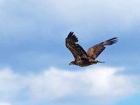 Pyguargue à tête blanche - Bald Eagle - Haliaeetus leucocephalus, Saint-Ignace-de-Loyola, Qc