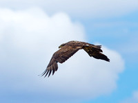 Pyguargue à tête blanche - Bald Eagle - Haliaeetus leucocephalus, Saint-Ignace-de-Loyola, Qc