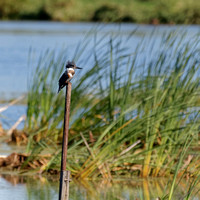 Martin pêcheur d'Amérique - Belted Kingfisher - Megaceryle alcyon, Parc de la frayère, Boucherville, Qc