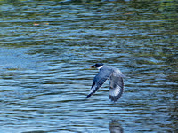 Martin pêcheur d'Amérique - Belted Kingfisher - Megaceryle alcyon, Parc des rapides, Lasalle, Qc