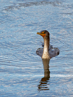 Cormoran à aigrettes - Double-crested Cormorant - Phalacrocorax auritus, Parc des rapides, Lasalle, Qc