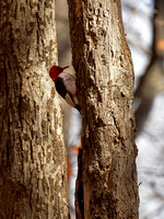 Pic à tête rouge - Red-headed Woodpecker - Melanerpes erythrocephalus