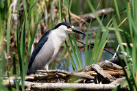 Bihoreau gris - Black-crowned Night-Heron - Nyticorax nyticorax, Parc nature de l'ÎLe Bizard, Montréal, Qc