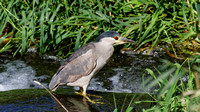 Bihoreau gris - Black-crowned Night-Heron - Nyticorax nyticorax, Parc des rapides, Lasalle, Qc