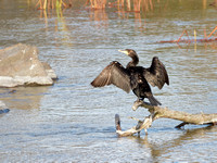 Cormoran à aigrettes - Double-crested Cormorant - Phalacrocorax auritus, Parc des rapides, Lasalle, Qc