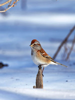 Bruant hudsonien -  American Tree Sparrow - Spizella arborea