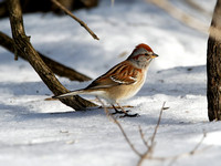 Bruant hudsonien - American Tree Sparrow - Spizella arborea, Île Saint-Bernard, Chateauguay, Qc