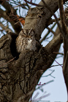Petit-duc maculé - Eastern Screech-Owl - Megascops asio, Cimetière Mont-Royal, Montréal, Qc