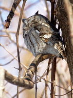 Petit-duc maculé - Eastern Screech-Owl - Megascops asio