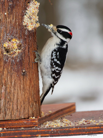 Pic chevelu - Hairy Woodpecker - Picoides villosus, Île St-Bernard, Chateauguay, Qc