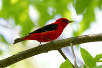 Piranga écarlate - Scarlet Tanager - Piranga olivacea