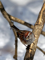 Bruant hudsonien - American Tree Sparrow - Spizella arborea, Île Saint-Bernard, Chateauguay, Qc