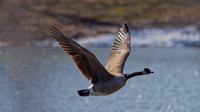Bernache du Canada - Canada Goose - Branta canadensis