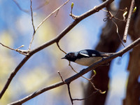 Paruline bleue - Black-throated Blue Warbler - Dendroica caerulescens