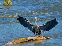 Grand héron - Great Blue Heron - Ardea herodias, Parc des rapides, Lasalle, Qc