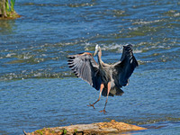 Grand héron - Great Blue Heron - Ardea herodias, Parc des rapides, Lasalle, Qc