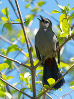 Moqueur chat - Gray Catbird - Dumetella carolinensis, Parc de la frayère, Boucherville, Qc