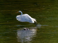 Grande aigrette - Great Egret - Ardea alba, Parc des rapides, Lasalle, Qc