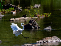 Grande aigrette - Great Egret - Ardea alba, Parc des rapides, Lasalle, Qc