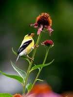 Chardonneret jaune - American Goldfinch - Spinus tristris