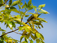 Paruline à tête cendrée - Magnolia warbler - Dendroica magnolia
