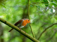 Rouge-gorge familier - European Robin - Erithacus rubecula