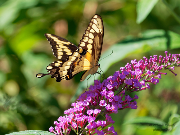 Grand porte-queue - Giant Swallowtail - Papilio cresphontes, Jardin botanique de Montréal, Qc